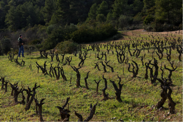 Die Rebsorte Garnatxa (Grenache) gilt als die autochthone Rebsorte der Weinregion Montsant.
