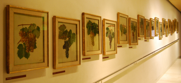 Das Vinseum beheimatet eine interessante Ausstellung über die Weinkulturen Kataloniens.