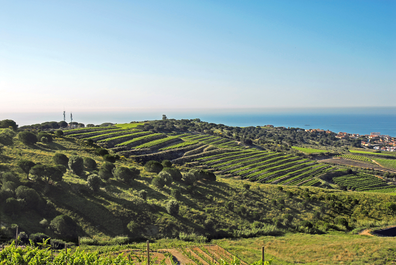 Das Weinbaugebiet Alella befindet sich nur 15 km von Barcelona entfernt im Landkreis Maresme.