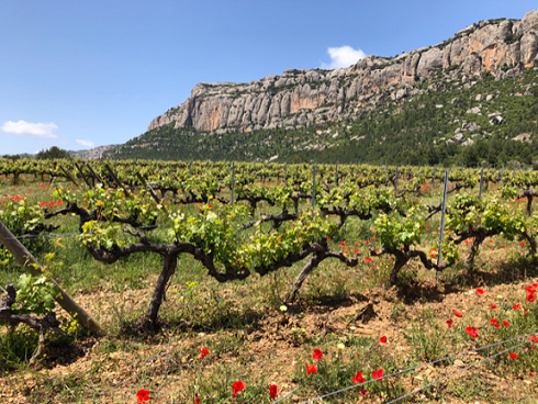 Erleben Sie das Weingut Celler Pasanau am 27. Juni beim Katalonien Frühsommer-Tasting